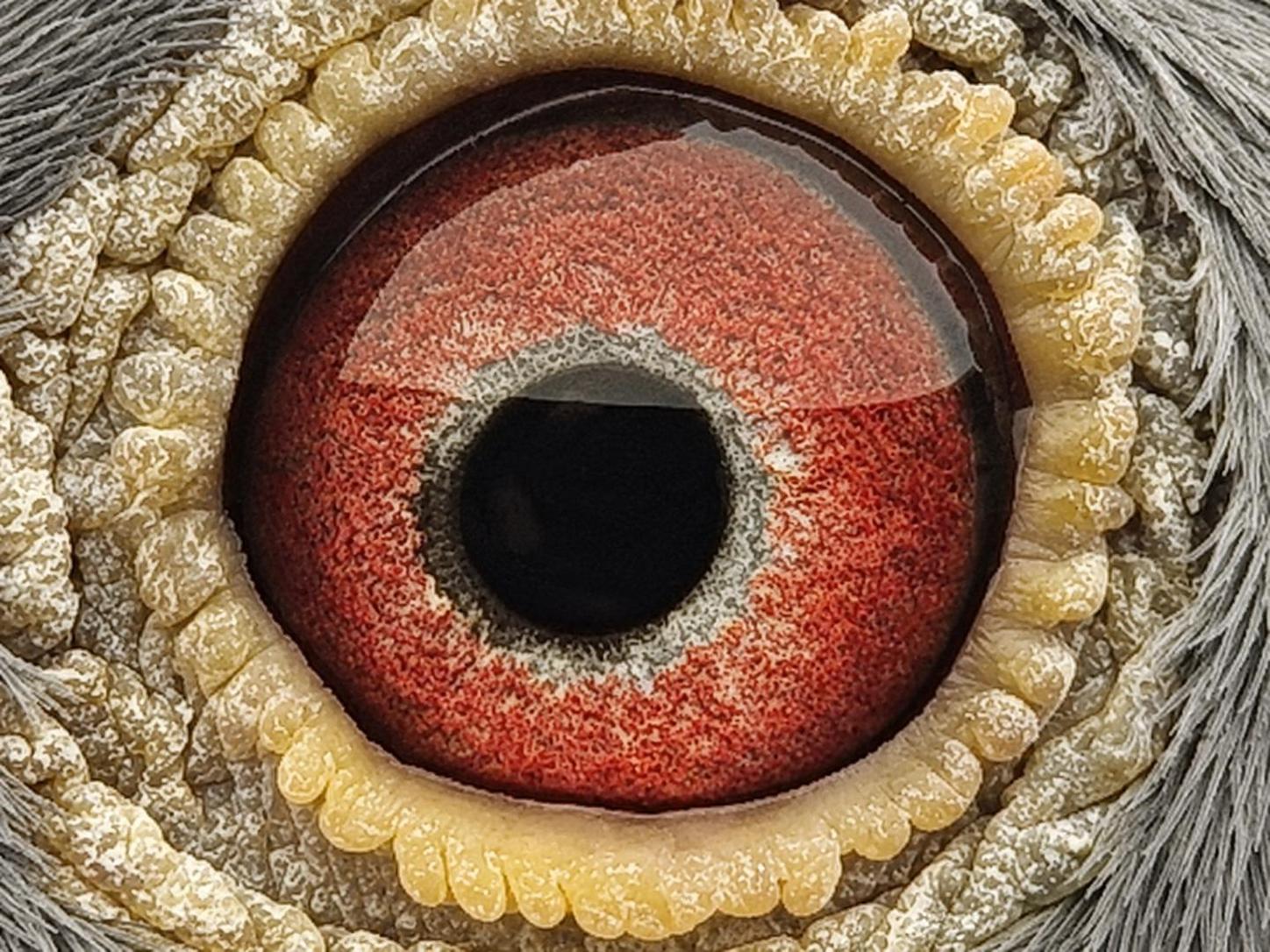 Pigeon eye